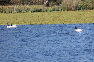 Laguna de Ratto un Espectáculo Natural en Roque Perez